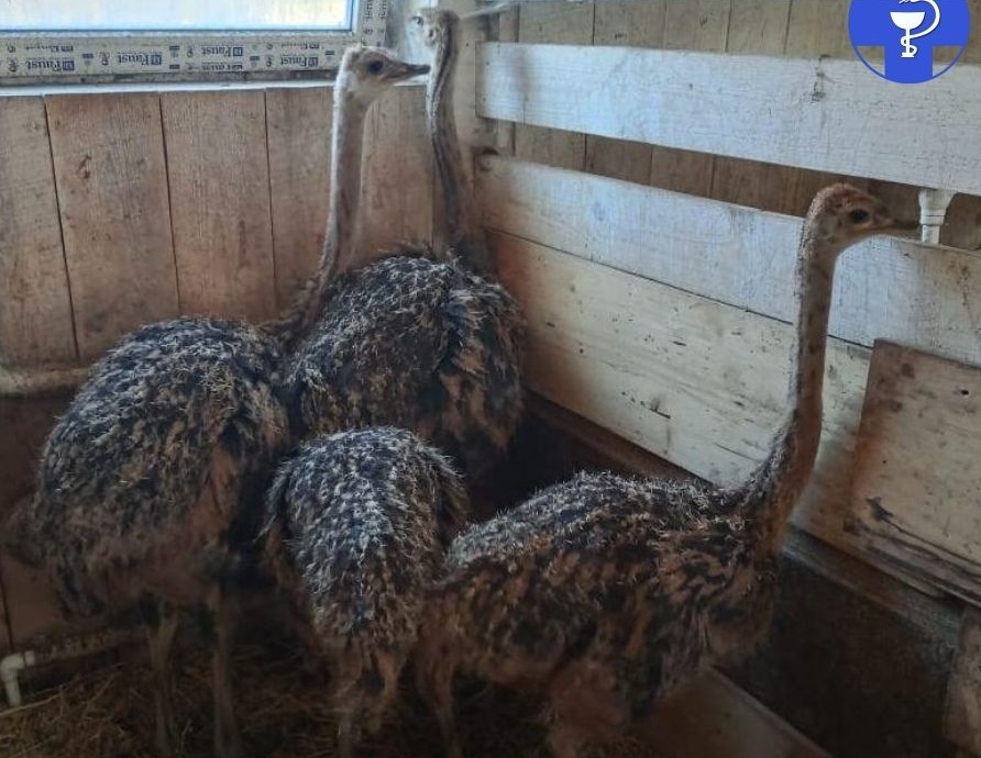 Африканские страусы поселились в саратовском селе